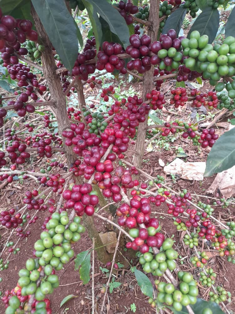 Close-up of coffee branches loaded with green and red cherries
