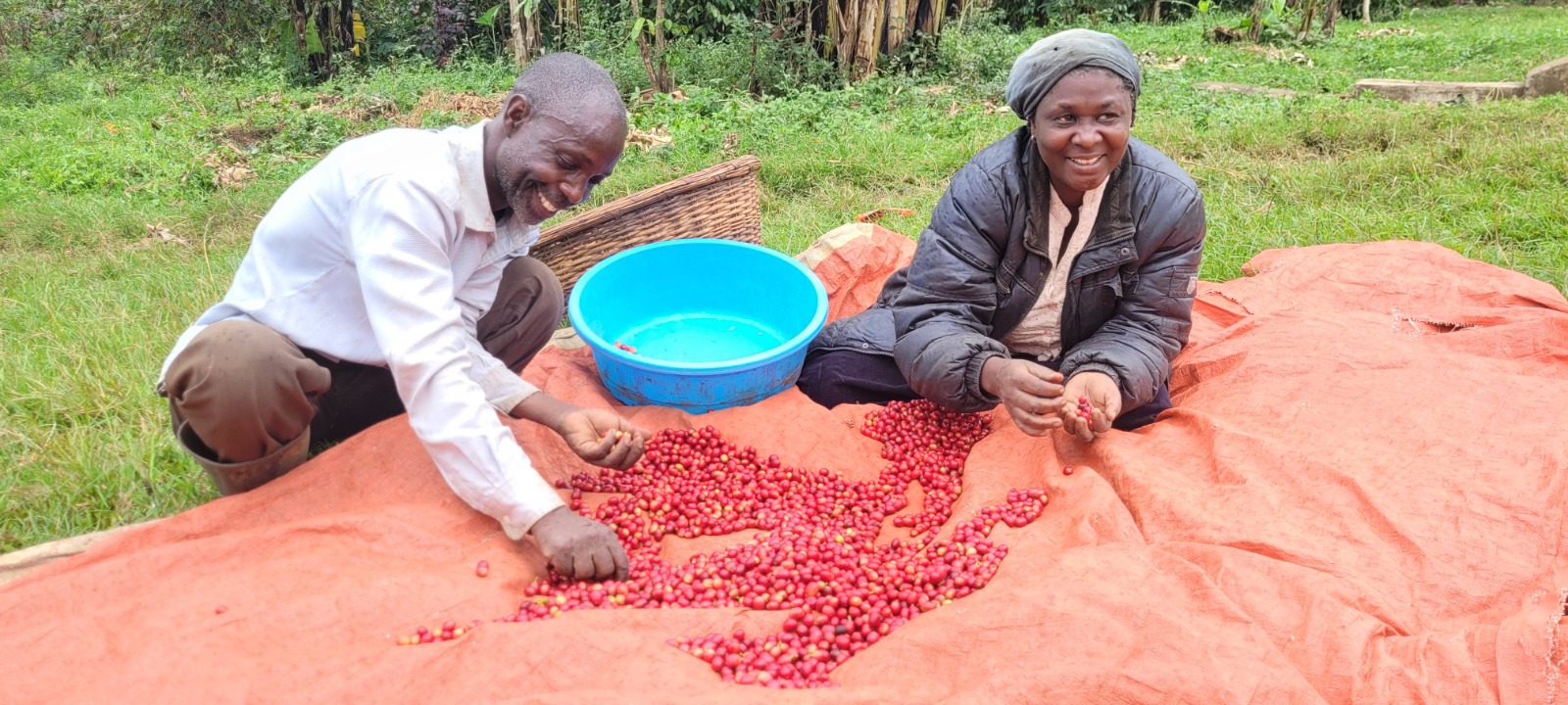 A man and woman sitting on the grass sorting red coffee cherries on an orange tarp, with a blue tub between them